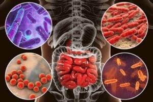 Why Is Gut Health Important For Immunity?