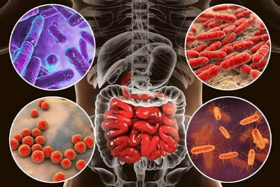 Why Is Gut Health Important For Immunity
